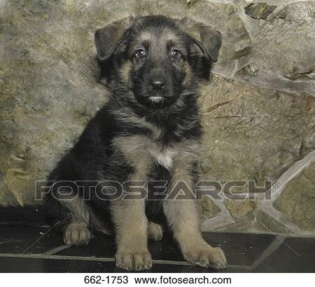 Stock Image - Close-up of a German Shepherd puppy. Fotosearch