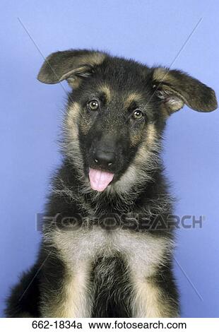 Close-up of a German Shepherd puppy View Large Photo Image Stock Image - Close-up of a German Shepherd puppy. Fotosearch