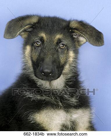Stock Image - Close-up of a German Shepherd puppy. Fotosearch