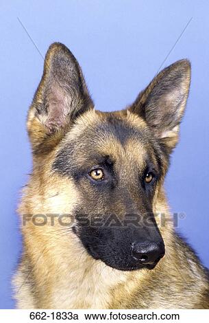 Stock Image - Close-up of a German Shepherd. Fotosearch