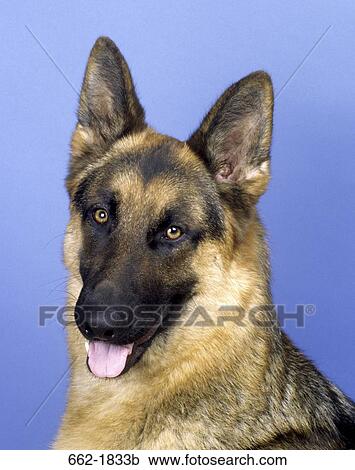 Close-up of a German Shepherd View Large Photo Image Stock Image - Close-up of a German Shepherd. Fotosearch