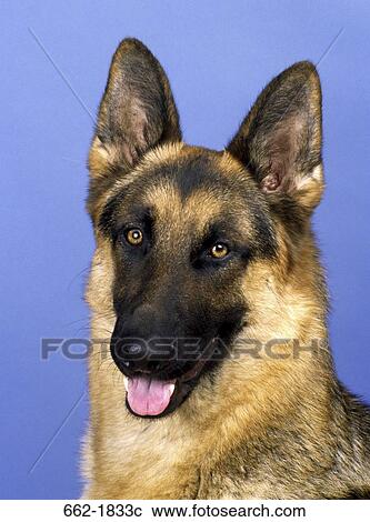 Stock Image - Close-up of a German Shepherd. Fotosearch