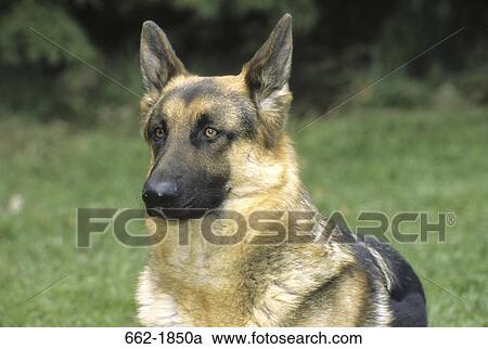 Close-up of a German Shepherd View Large Photo Image Stock Image - Close-up of a German Shepherd. Fotosearch