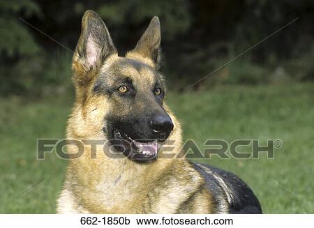 Close-up of a German Shepherd View Large Photo Image Stock Image - Close-up of a German Shepherd. Fotosearch