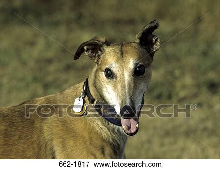 Stock Photo - Close-up of a Greyhound. Fotosearch