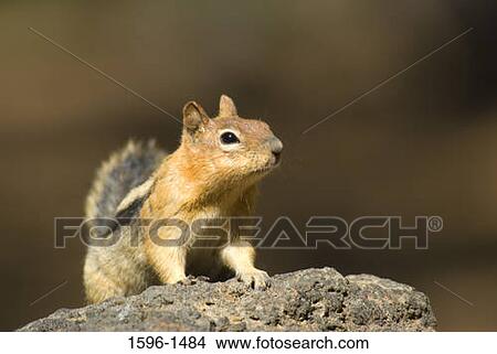 Close-up of a Ground squirrel sitting on a stone, Newberry National Volcanic Monument, Oregon, USA View Large Photo Image Picture - Close-up of a Ground squirrel sitting on a stone, Newberry National Volcanic Monument, Oregon, USA. Fotosearch