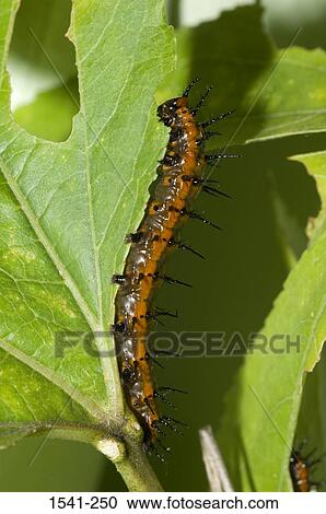 Close-up of a Gulf Fritillary butterfly larva (Agraulis vanillae) on a leaf View Large Photo Image Stock Image - Close-up of a Gulf Fritillary butterfly larva (Agraulis vanillae) on a leaf. Fotosearch