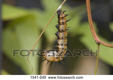 Close-up of a Gulf Fritillary butterfly larva (Agraulis vanillae) hanging on a stem View Large Photo Image Stock Photo - Close-up of a Gulf Fritillary butterfly larva (Agraulis vanillae) hanging on a stem. Fotosearch