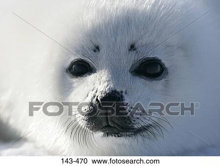 Close-up of a Harp seal pup (Phoca groenlandica), Greenland View Large Photo Image Stock Image - Close-up of a Harp seal pup (Phoca groenlandica), Greenland. Fotosearch