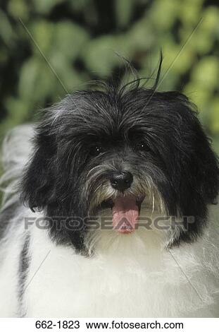 Stock Image - Close-up of a Havanese dog. Fotosearch