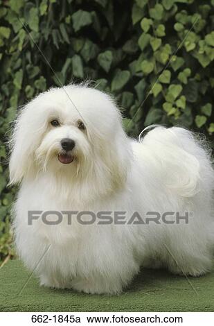 Close-up of a Havanese dog View Large Photo Image Stock Image - Close-up of a Havanese dog. Fotosearch