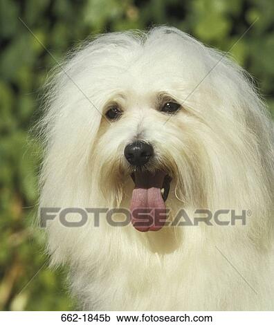 Close-up of a Havanese dog View Large Photo Image Stock Image - Close-up of a Havanese dog. Fotosearch