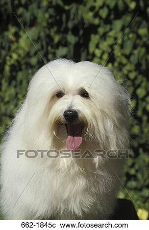 Close-up of a Havanese dog View Large Photo Image Stock Image - Close-up of a Havanese dog. Fotosearch