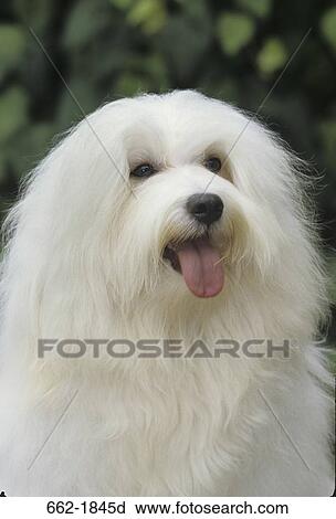 Close-up of a Havanese dog View Large Photo Image Stock Image - Close-up of a Havanese dog. Fotosearch