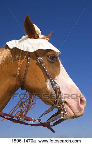 Close-up of a horse wearing a hat View Large Photo Image Stock Image - Close-up of a horse wearing a hat. Fotosearch