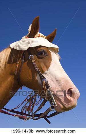 Close-up of a horse wearing a hat View Large Photo Image Stock Image - Close-up of a horse wearing a hat. Fotosearch