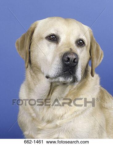 Close-up of a Labrador Retriever View Large Photo Image Stock Image - Close-up of a Labrador Retriever. Fotosearch