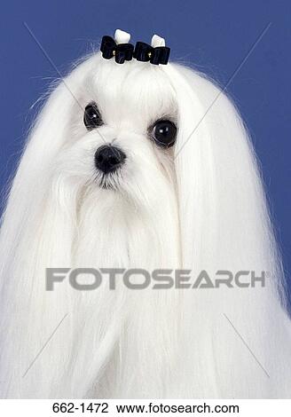 Close-up of a Maltese dog View Large Photo Image Stock Image - Close-up of a Maltese dog. Fotosearch