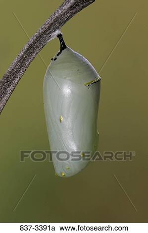 Close-up of a Monarch butterfly (Danaus plexippus) chrysalis View Large Photo Image Stock Image - Close-up of a Monarch butterfly (Danaus plexippus) chrysalis. Fotosearch