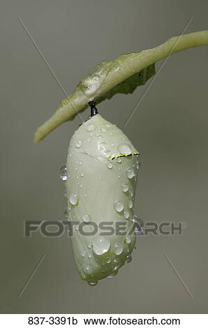 Stock Image - Close-up of a Monarch butterfly (Danaus plexippus) chrysalis. Fotosearch