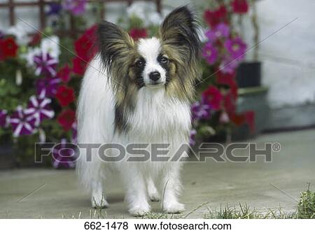 Close-up of a Papillon View Large Photo Image Stock Photo - Close-up of a Papillon. Fotosearch