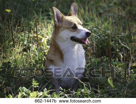 Close-up of a Pembroke Welsh Corgi in a field View Large Photo Image Stock Image - Close-up of a Pembroke Welsh Corgi in a field. Fotosearch