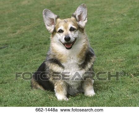 Close-up of a Pembroke Welsh Corgi in a park View Large Photo Image Stock Image - Close-up of a Pembroke Welsh Corgi in a park. Fotosearch
