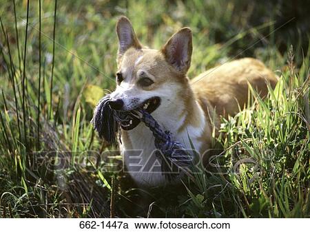 Stock Image - Close-up of a Pembroke Welsh Corgi holding a rope in its mouth. Fotosearch