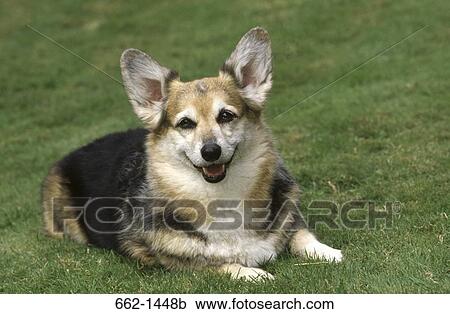 Close-up of a Pembroke Welsh Corgi sitting in a park View Large Photo Image Stock Image - Close-up of a Pembroke Welsh Corgi sitting in a park. Fotosearch
