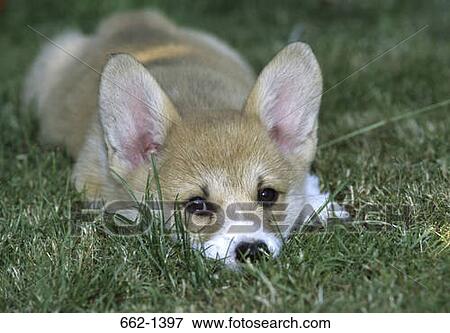 Stock Photo - Close-up of a Pembroke Welsh Corgi puppy in a field. Fotosearch