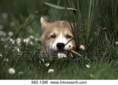 Close-up of a Pembroke Welsh Corgi puppy in a field View Large Photo Image Stock Photograph - Close-up of a Pembroke Welsh Corgi puppy in a field. Fotosearch