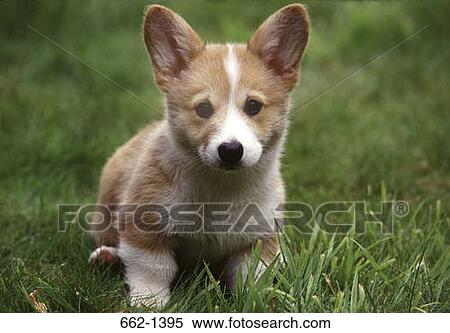 Stock Photography - Close-up of a Pembroke Welsh Corgi puppy in a lawn. Fotosearch