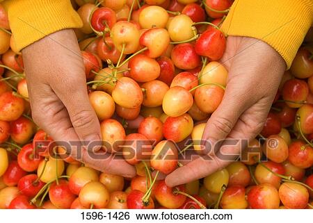 Close-up of a person's hand picking Royal Anne cherries View Large Photo Image Stock Photograph - Close-up of a person's hand picking Royal Anne cherries. Fotosearch