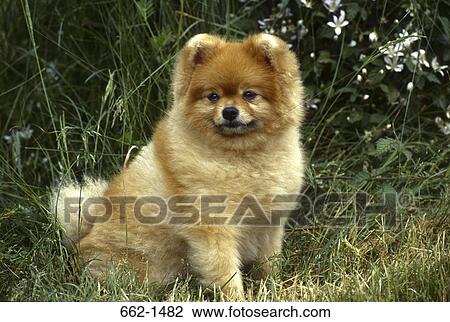 Close-up of a Pomeranian puppy View Large Photo Image Stock Image - Close-up of a Pomeranian puppy. Fotosearch