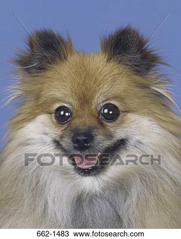 Close-up of a Pomeranian View Large Photo Image Stock Image - Close-up of a Pomeranian. Fotosearch