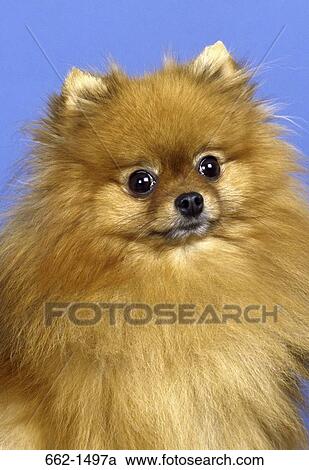Close-up of a Pomeranian View Large Photo Image Stock Image - Close-up of a Pomeranian. Fotosearch