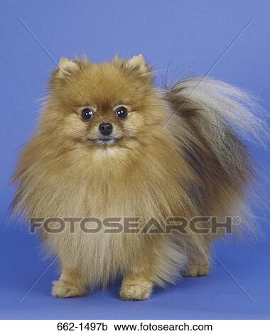Close-up of a Pomeranian View Large Photo Image Stock Image - Close-up of a Pomeranian. Fotosearch