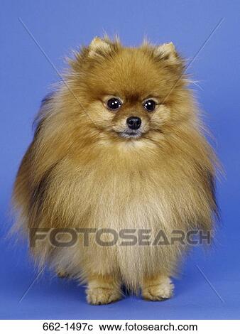 Close-up of a Pomeranian View Large Photo Image Stock Image - Close-up of a Pomeranian. Fotosearch