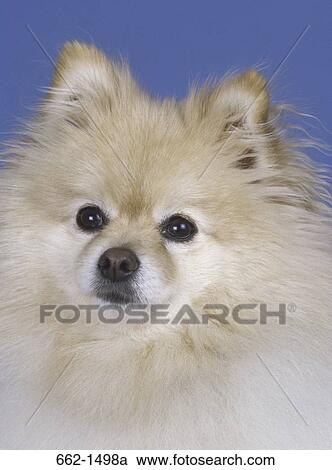 Close-up of a Pomeranian View Large Photo Image Stock Image - Close-up of a Pomeranian. Fotosearch