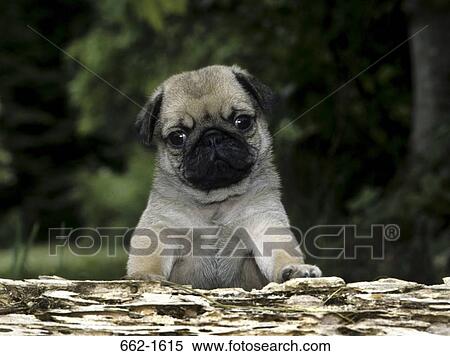 Close-up of a Pug climbing a rock View Large Photo Image Stock Photography - Close-up of a Pug climbing a rock. Fotosearch