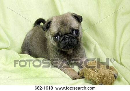 Stock Photo - Close-up of a Pug playing with a toy. Fotosearch