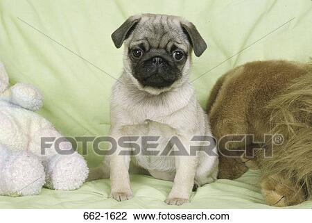 Close-up of a Pug playing with toys View Large Photo Image Stock Image - Close-up of a Pug playing with toys. Fotosearch