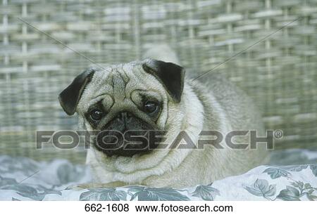 Stock Photo - Close-up of a Pug resting in a basket. Fotosearch