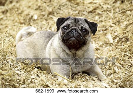 Close-up of a Pug resting on grass View Large Photo Image Stock Photo - Close-up of a Pug resting on grass. Fotosearch