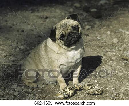 Close-up of a Pug sitting in a field View Large Photo Image Stock Photography - Close-up of a Pug sitting in a field. Fotosearch