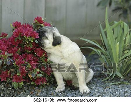 Stock Image - Close-up of a Pug smelling flowers. Fotosearch