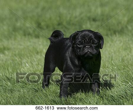 Close-up of a Pug standing on grass View Large Photo Image Stock Image - Close-up of a Pug standing on grass. Fotosearch