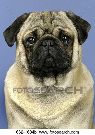 Stock Image - Close-up of a pug. Fotosearch