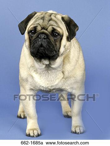Close-up of a pug View Large Photo Image Stock Image - Close-up of a pug. Fotosearch