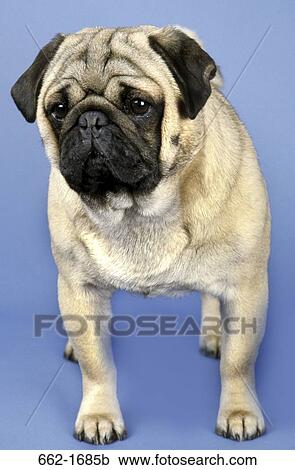 Close-up of a pug View Large Photo Image Stock Image - Close-up of a pug. Fotosearch
